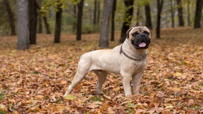 Bullmastiff Breed Guide