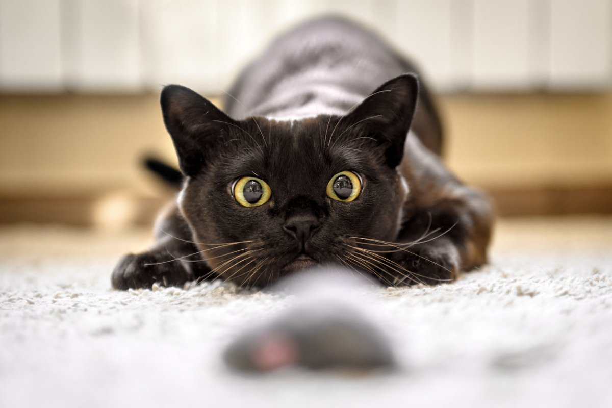 Black Burmese cat with yellow eyes playing at home