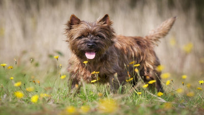 Cairn Terrier Breed Guide