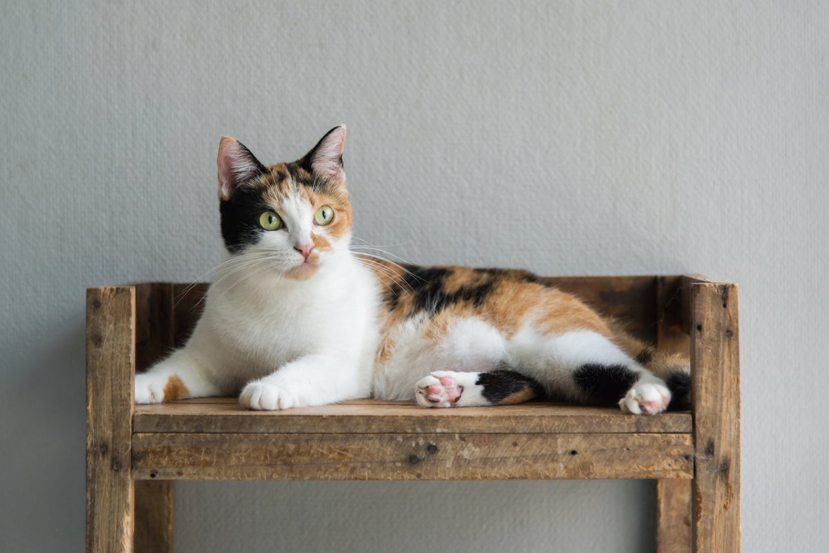 Calico cat lying down