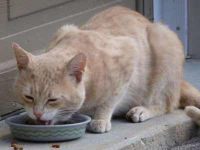 Can Cats Eat Sweetcorn?