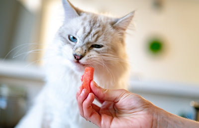 Can cats eat watermelon?