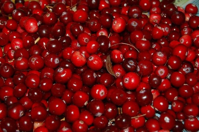 Can Dogs and Cats Eat Cranberries?