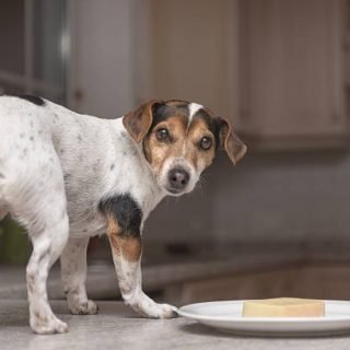 Can dogs eat cheese?