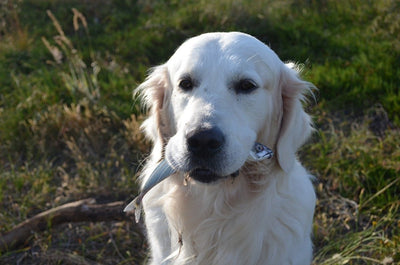 Can dogs eat fish?