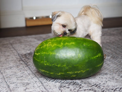 Can dogs eat melon?