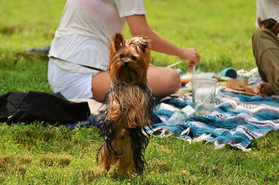Can Dogs Eat Pork?