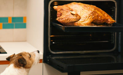 Can Dogs Eat Turkey?