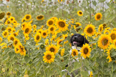 Can Dogs Have Sunflower Oil? | Scrumbles