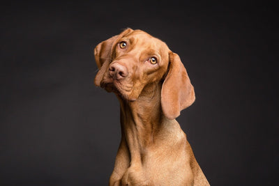 Can dogs have sweetcorn?