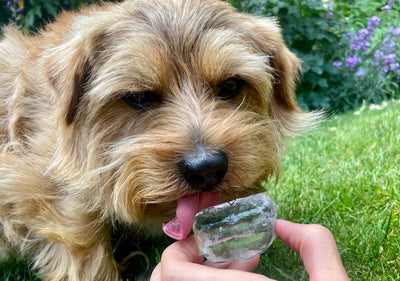 Chillin' with Canines: Can Dogs Have Ice Cubes?