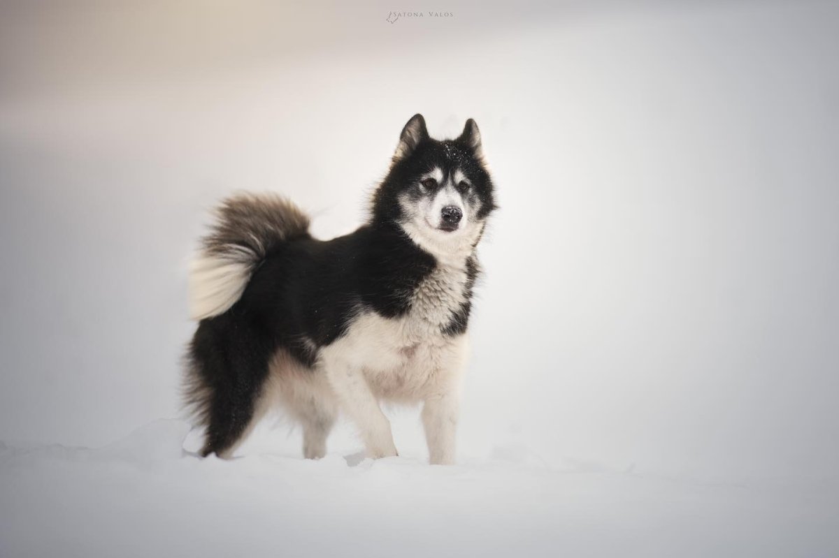 canadian eskimo dog