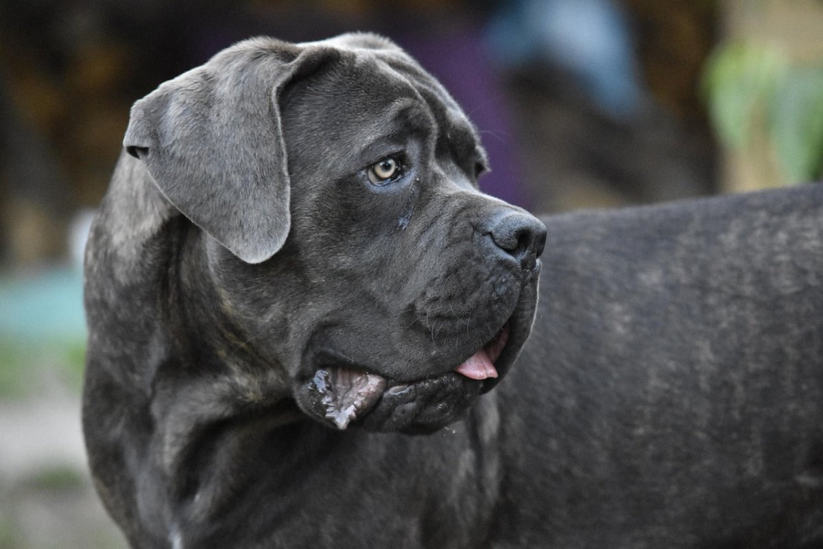 cane corso italiano profile