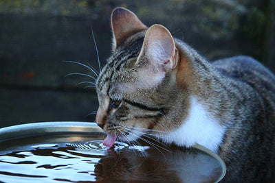 Cat Not Drinking Water? Here's What to Do