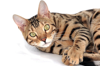 Bengal Cats: Uncovering The Wild Side