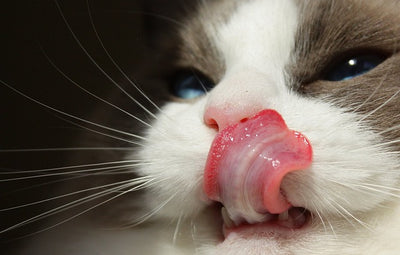Cat Tongues Explained