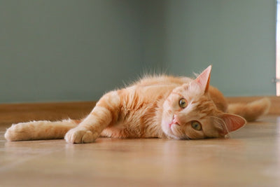 Ginger Cats: Breed Guide
