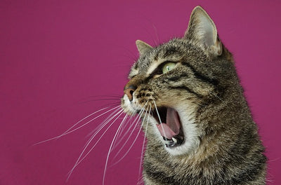 Cat Losing Teeth? Here's Why