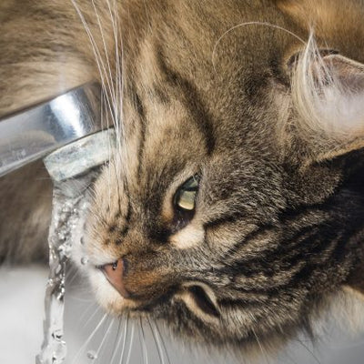 Is your cat drinking a lot of water?