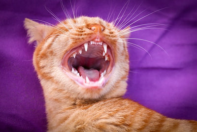 Gingivitis in Cat: Symptoms and Solutions