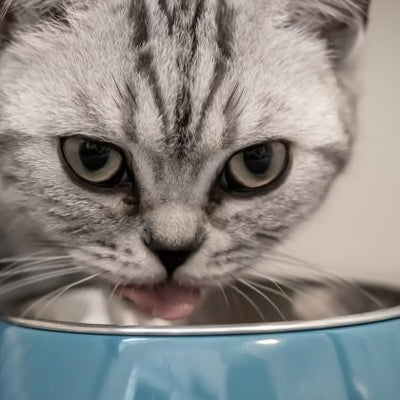 The Truth About Grain Free Cat Food