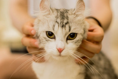 Why Do Cats Like Being Stroked?