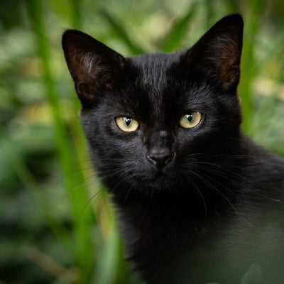 Why are Black Cats Unlucky?