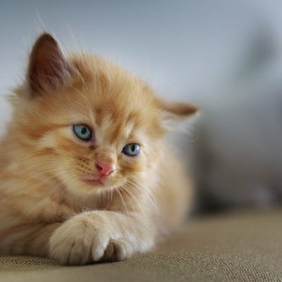 Kitten Diarrhea: Causes and How to Stop It