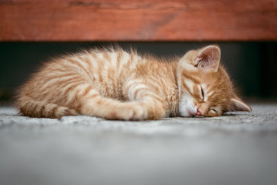 How long do kittens sleep