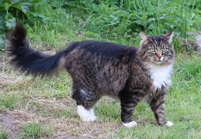 Norwegian Forest Cat Breed Guide