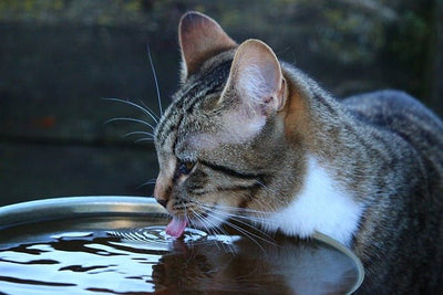 Cat Not Drinking Water? Here's What to Do