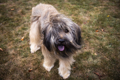 Catalan Sheepdog Breed Guide