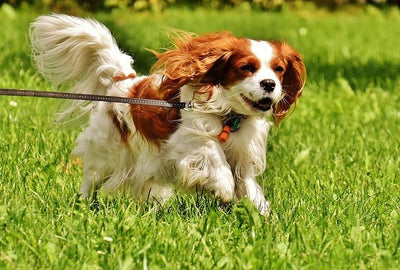 Cavalier King Charles Spaniel Breed Guide