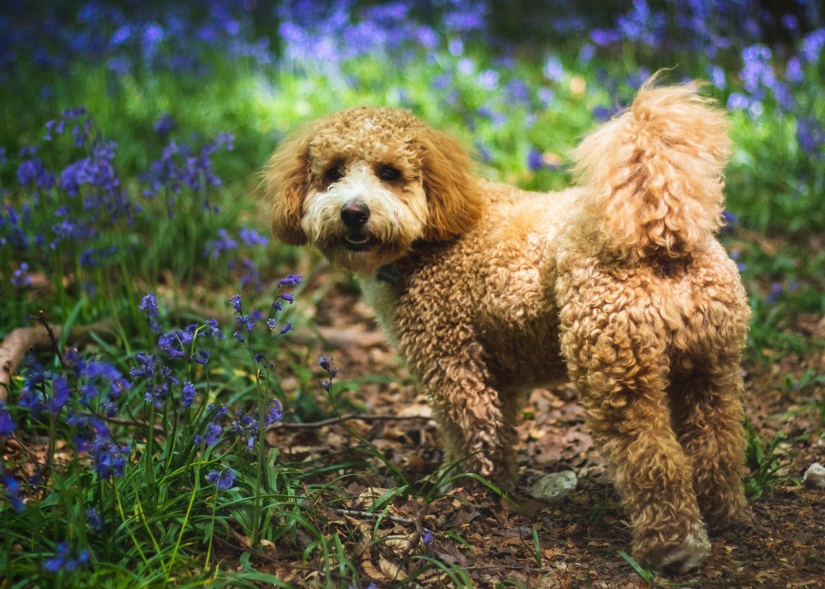 Cavapoo Chronicles: Traits & Info | Scrumbles – Scrumbles: Natural Pet Food