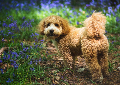 Cavapoo Chronicles: Traits & Info