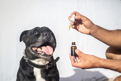 CBD Oil For Dogs: Is It Really Okay?