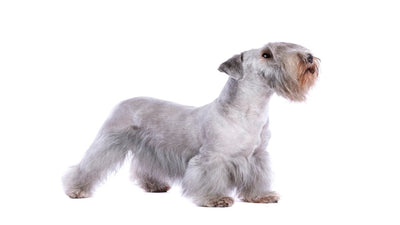 Cesky Terrier Breed Guide