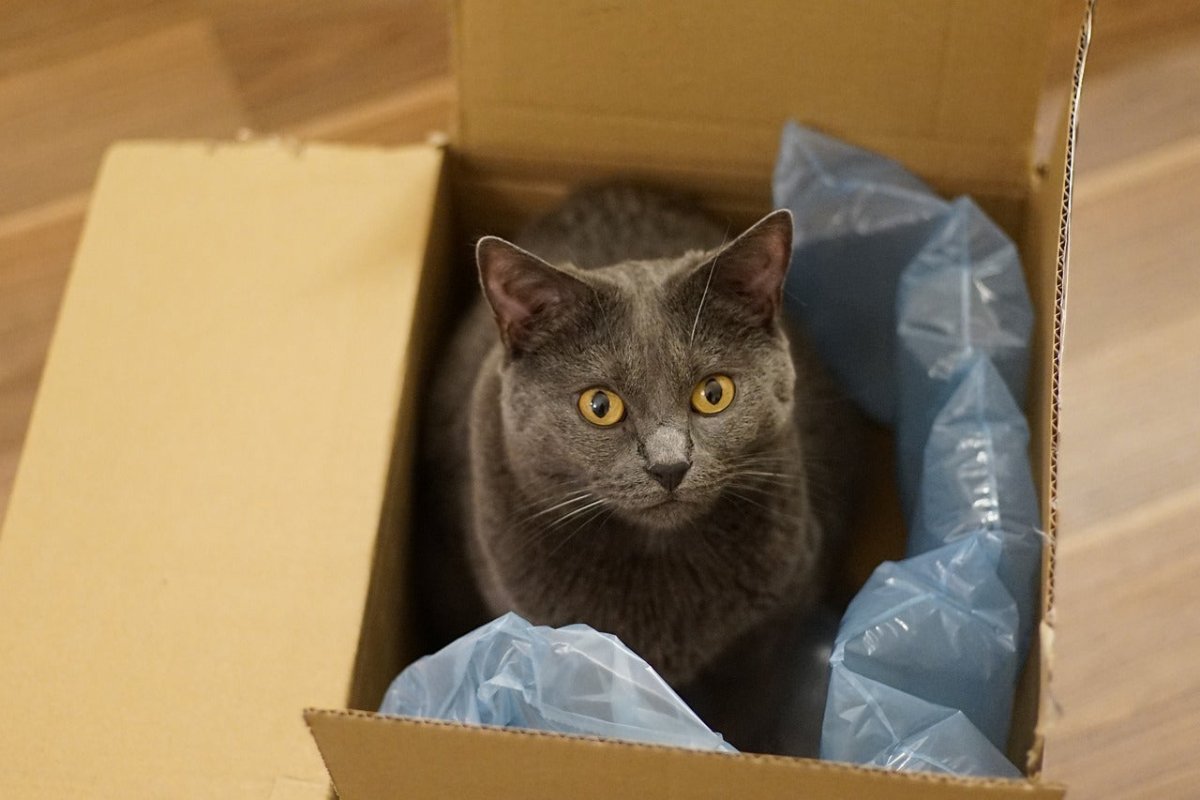 Chartreux cat in a box