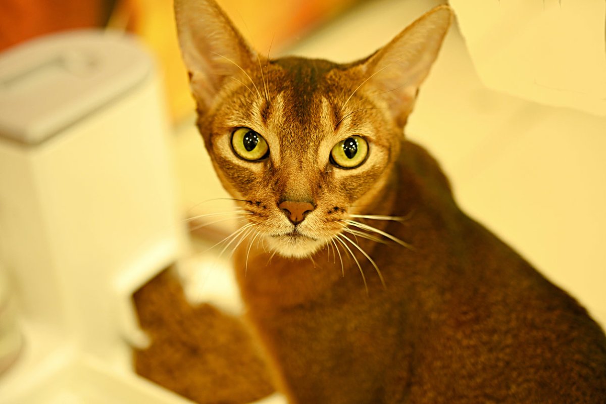 Chausie cat looking into the camera with yellow eyes