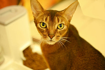 Chausie Cat Breed Guide