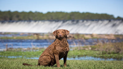 Chesapeake Bay Retriever Breed Guide