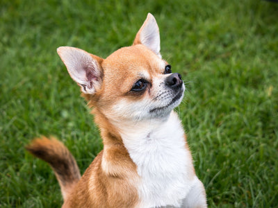 Chihuahua Breed Guide
