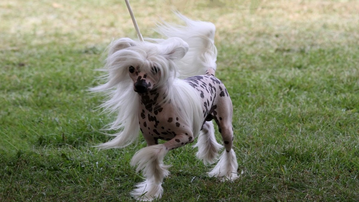 Chinese Crested | Breed Guide | Scrumbles – Scrumbles: Natural Pet Food