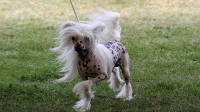 Chinese Crested Breed Guide