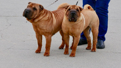 Chinese Shar Pei Breed Guide