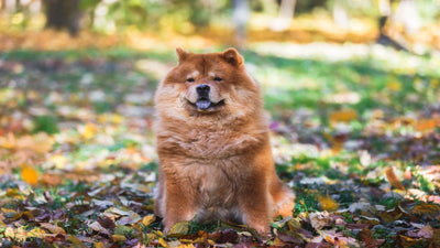 Chow Chow Breed Guide