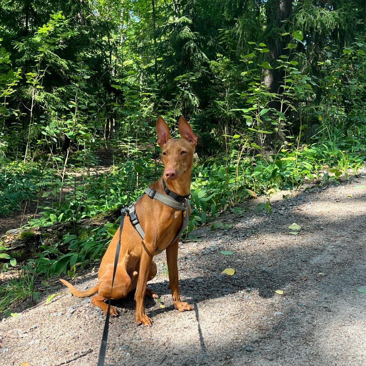 cirneco dell etna dog