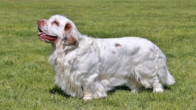 Clumber Spaniel Breed Guide