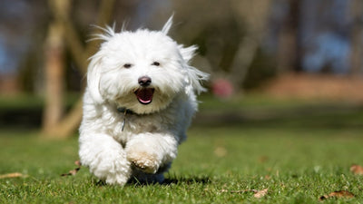 Coton de Tulear Breed Guide