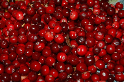 Can Dogs and Cats Eat Cranberries?